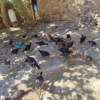فروش  مرغ و خروس لاری|حیوانات مزرعه|بانه, |دیوار