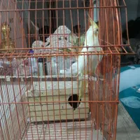 یک جفت طوطی عروس لوتینو مولد|پرنده|کرج, شهرک خاتم النبیا|دیوار