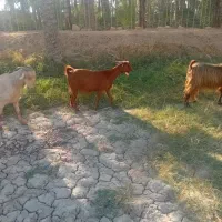 یک بز ابستن|حیوانات مزرعه|اهرم, |دیوار