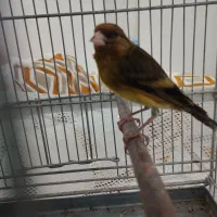 سهره قناری استاد سبک بیات|پرنده|تهران, گلستان (شهرک راه آهن)|دیوار