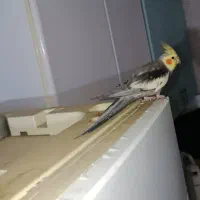 گمشده|پرنده|خرمشهر, |دیوار