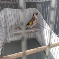 سهره نر