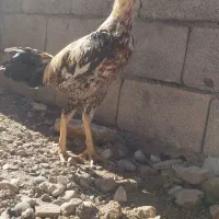 لاری|حیوانات مزرعه|دره شهر, |دیوار