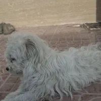 سگ پشمالو|سگ|شیراز, زرهی|دیوار