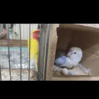 کوتوله برزیلی|پرنده|شیراز, دشت چنار|دیوار