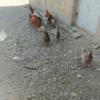 مرغ