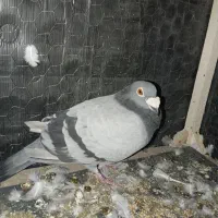 کبوتر جفت با جوجه نر|پرنده|مشهد, نوید|دیوار