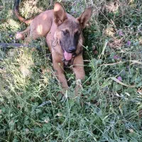 فروش سگ مالیونز