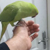 طوطی ملنگو ماده|پرنده|نیشابور, بنیاد شهید|دیوار