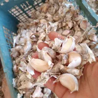 بذر سیر محلی هزار جریب