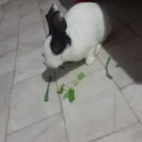 خرگوش دستی|موش و خرگوش|قم, باجک سه|دیوار