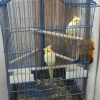 عروس هلندی سخنگو(۱۰کلمه)همراه با قفس و لوازم|پرنده|گلستان (تهران), |دیوار