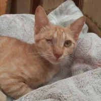 واگذاری بچه گربه بازیگوش