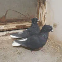 کفتر|پرنده|سبزوار, جنت|دیوار