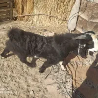 بز نر|حیوانات مزرعه|چابهار, |دیوار