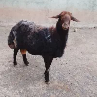شیشک نوبر