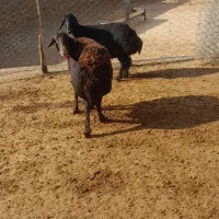 میش داشتی|حیوانات مزرعه|چگنی, |دیوار