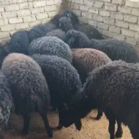بره