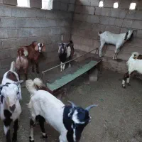 بره و کهره|حیوانات مزرعه|قشم, |دیوار
