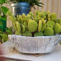 کاکتوس خرگوشی