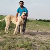 سگ‌سرابی