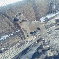 سگ.|سگ|گیان, |دیوار