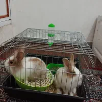 خرگوش|موش و خرگوش|اراک, |دیوار