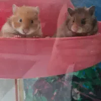 بچه همستر نژادار|موش و خرگوش|شیراز, ارم|دیوار