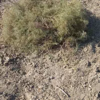 خار|لوازم جانبی حیوانات|زهک, |دیوار