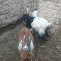 ۳راس بزغاله دورگ انر و۲ماده