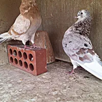 کبوتر،کفتر تهرانی کاشانی