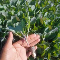 نشا کلم گلوپ مستر|عمدهفروشی|توکهور, |دیوار