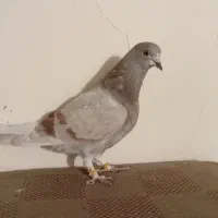 کبوتر نر و ماده نشون دار خال مختلف تکی داده میشود