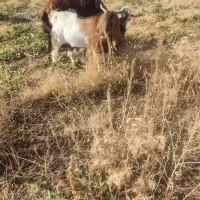 ساورین|حیوانات مزرعه|زاغه, |دیوار