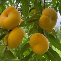 گل و گیاه درخت نهال