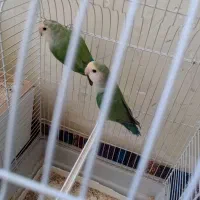 طوطی برزیلی|پرنده|شیراز, تندگویان|دیوار