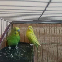 جفت مرغ عشق با قفس|پرنده|اردبیل, |دیوار