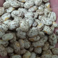 لوبیا درجه یک