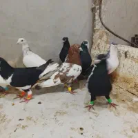 ادرس قزوین الوند|پرنده|الوند, |دیوار