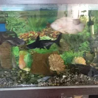 ماهی پنکوسی اسکار سیچیلاید دالر پرت پنکوسی کلمبیای