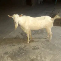 پازن سانن اصل
