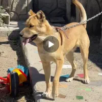 واگذاری سگ ۸ ماهه نر