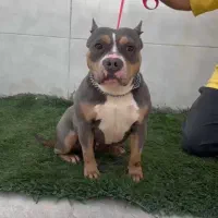 واگذاری امریکن بولی پوکت ماده