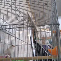 قناری نر مست مست