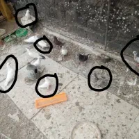 چند عدد کبوتر پرشی