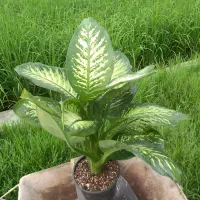 گل دیفن و اگلونما گرین لایت|گل و گیاه طبیعی|امامزاده عبدالله, |دیوار