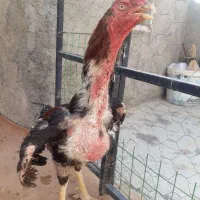 خروس لاری معاوضه با هرچی عکس بدید
