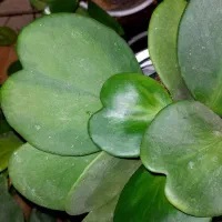 گل هویا|گل و گیاه طبیعی|رشت, دیلمان|دیوار