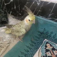 عروس هلندی|پرنده|مشهد, شهید بصیر|دیوار