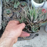 گل های کاکتوس هاورتیا گورخری زیر قیمت|گل و گیاه طبیعی|بهار, |دیوار